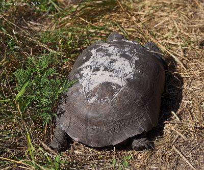 Gopher Tortoise