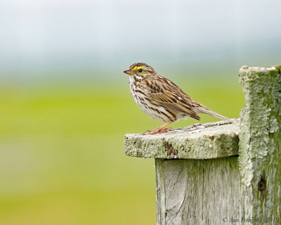 Savannah Sparrow