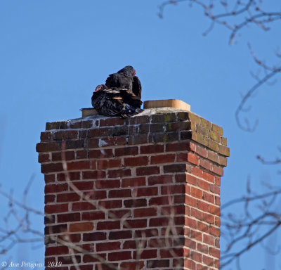 Turkey Vultures