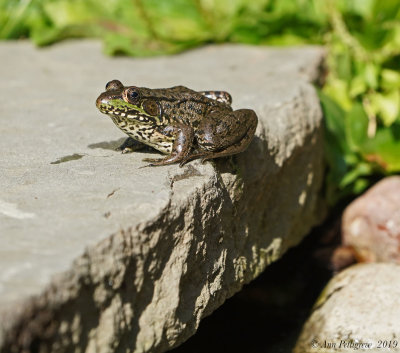 Green Frog