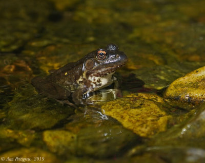 Green Frog