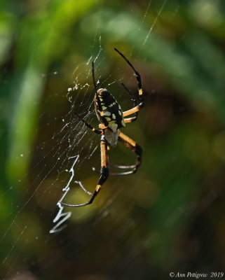 Black-and-Yellow Garden Spider