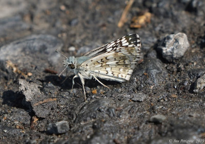 Common Checkered Skipper