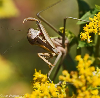 Chinese Mantis