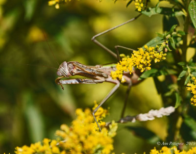 Chinese Mantis