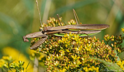 Mating Chinese Mantids