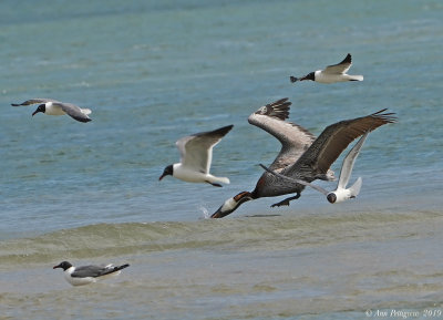 Brown Pelican with Laughing Gulls