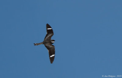 Common Nighthawk