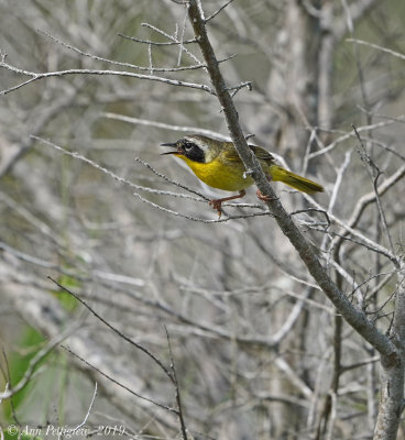 Common Yellowthroat - Male