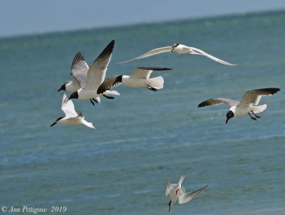 Sandwich Terns with Laughing Gulls