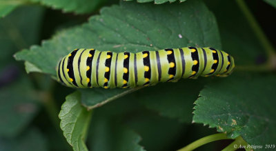 Black Swallowtail Caterpillar