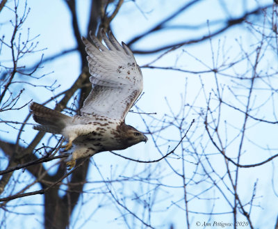 Red-tailed Hawk