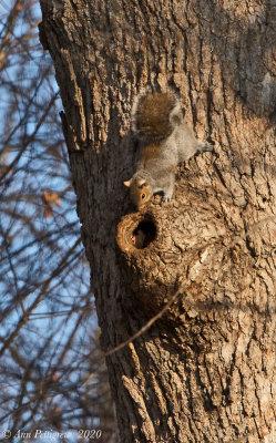 Eastern Gray Squirrel