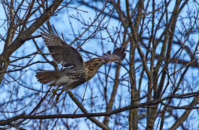 Red-tailed Hawk