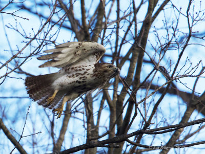 Red-tailed Hawk