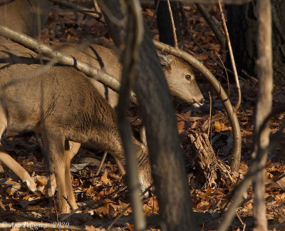 White-tailed Deer