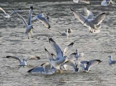 Ring-billed Gulls