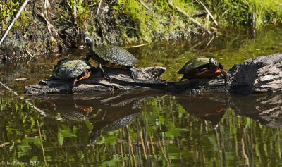 Yellow-bellied Slider with Eastern Painted Turtles