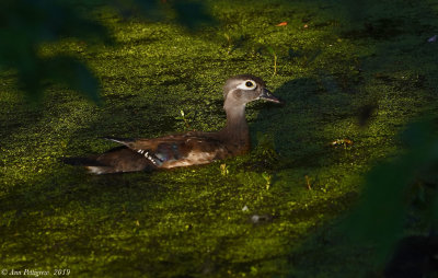 Wood Duck - Female