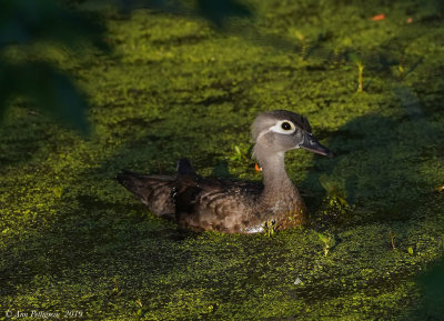 Wood Duck - Female