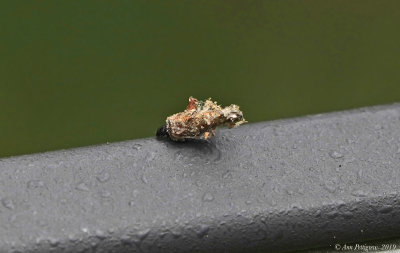 Bagworm Moth Caterpillar 