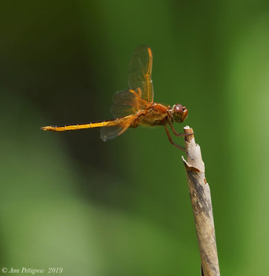 Golden-winged Skimmer