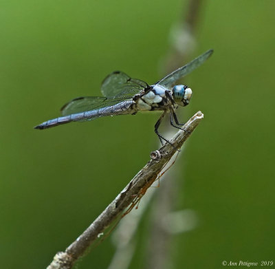 Great Blue Skimmer - Male