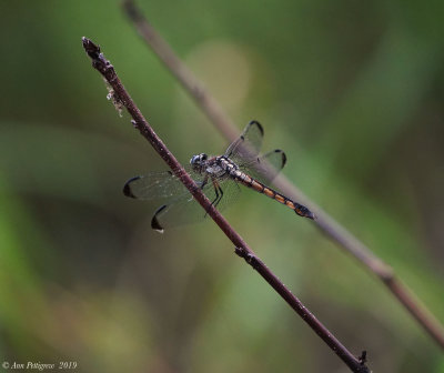 Great Blue Skimmer - Female