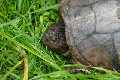 Common Snapping Turtle