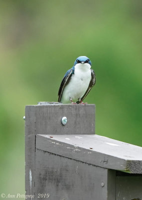 Tree Swallow - Male