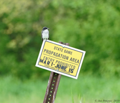 Eastern Kingbird