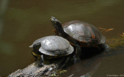 Yellow-bellied Slider & Northern Red-bellied Cooter