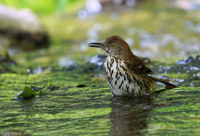 Brown Thrasher