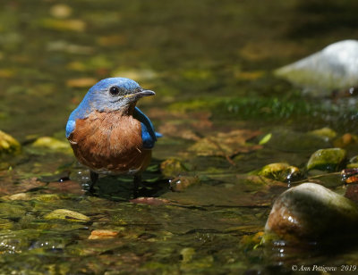 Eastern Bluebird - Male