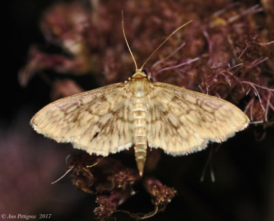 Bold-feathered Grass Moth