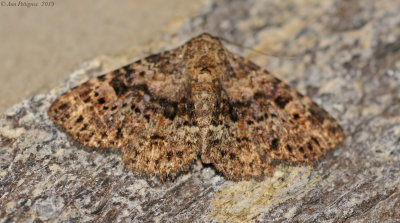 Four-spotted fungus Moth