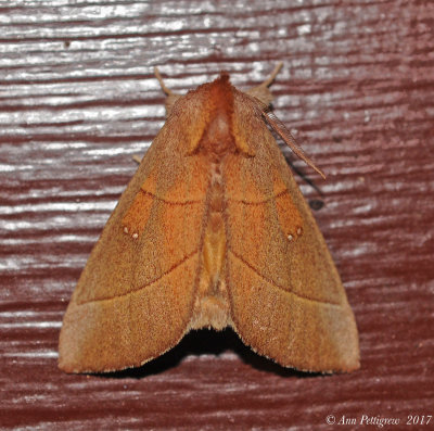 White-dotted Prominent