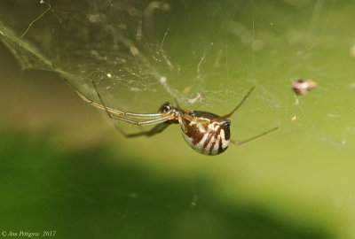 Bowl-and-Doily-Spider-(Frontinella-communis)DSC_0502.jpg