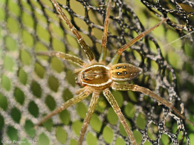 Six-spotted Fishing Spider