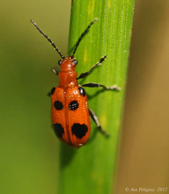 Six-spotted-Neolema-(N.-sexpunctata)---DSC_0474.jpg