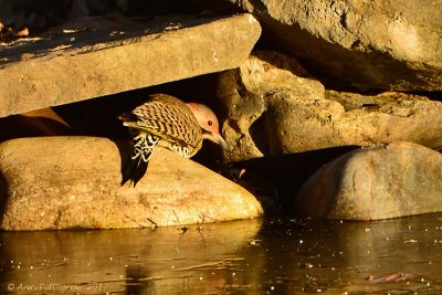 Northern Flicker