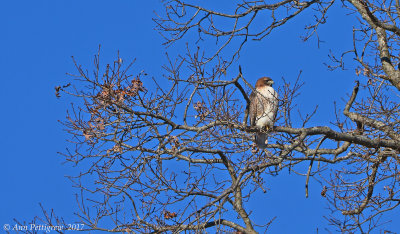 Red-tailed Hawk