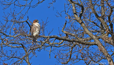 Red-tailed Hawk