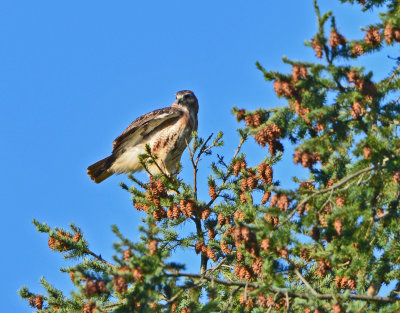 Red-tailed Hawk