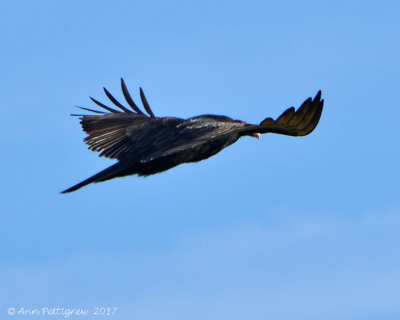 Turkey Vulture