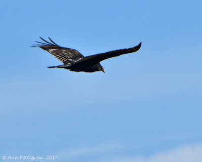 Turkey-Vulture-on-Pullos---6711.jpg