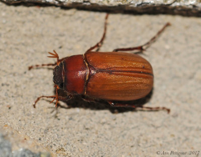 May Beetle