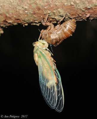 Silver-bellied-Cicada---DSC_0424.jpg