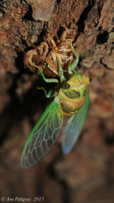 Silver-bellied-Cicada---DSC_0435.jpg
