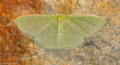 Wavy-lined-Emerald-(Synchlora-aerata)---DSC_0352.jpg